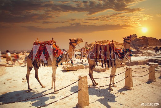 Bild på Camel near of great pyramid in egypt